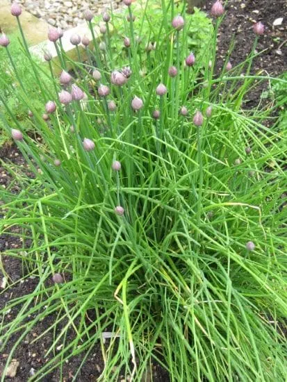 Chives Best Tomato Companion Plants