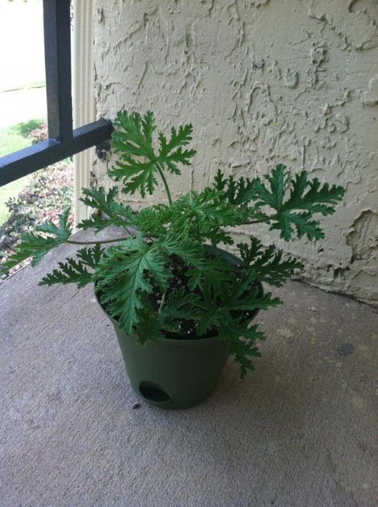 Citronella Best Mosquito Repellent Plants