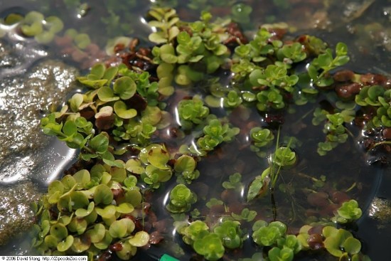 Creeping Jenny Plants That Grow In Water