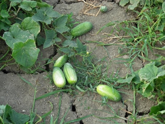 Cucumbers Plants Which You Shouldnt Use As A Companion For Basil