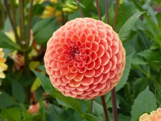 Dahlia Summer Flowering Bulbs 1