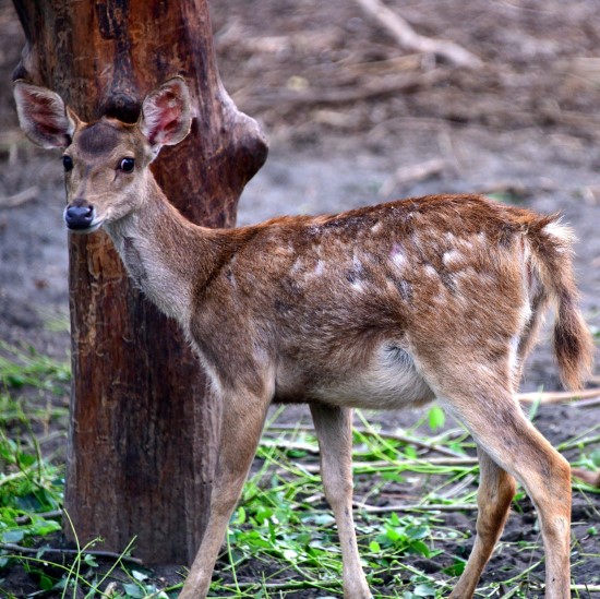 Dear What animal eats tomato plants