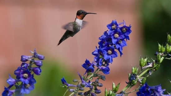 Delphinium Best Flowers for Hummingbirds