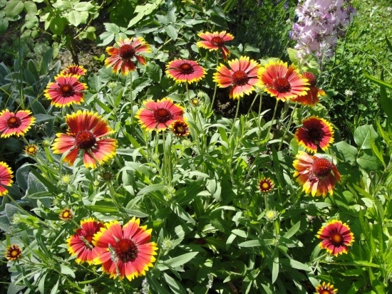 Gaillardia Easiest Perennial to Grow from Seed