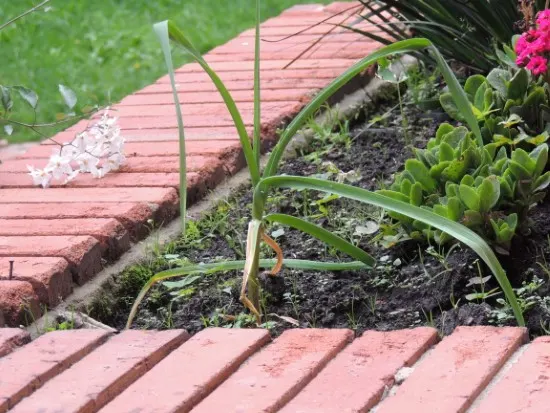 Garlic Best Tomato Companion Plants