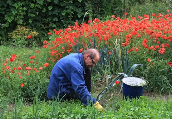 Get rid of the weeds in your garden Is Mulch Good For Grass