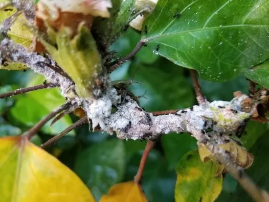 Hibiscus Ants and mealybugs How Do Mealy Bugs Get On Plants