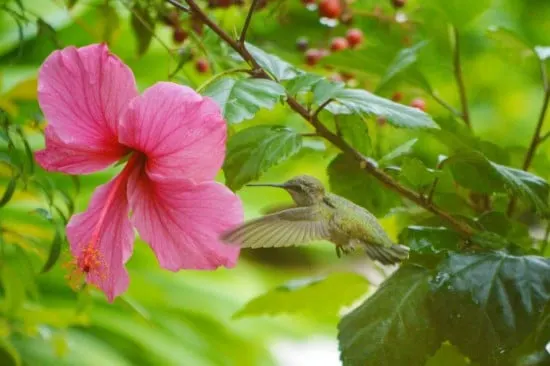 Hibiscus Best Flowers for Hummingbirds