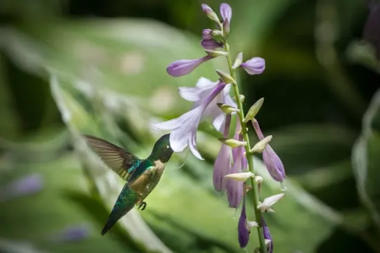 Hosta Best Flowers for Hummingbirds