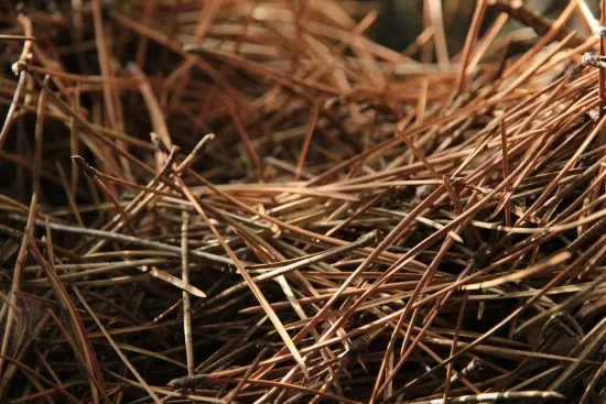 How Much Pine Straw Do I Need