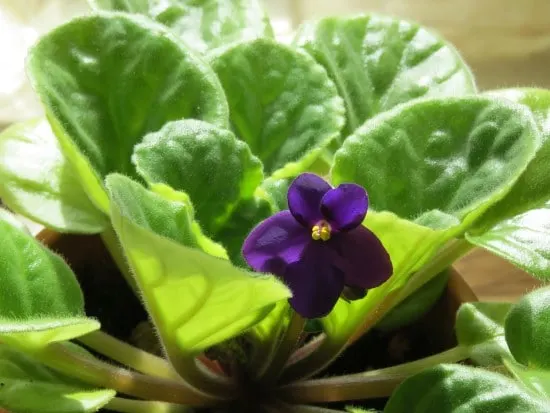 How To Fix Your African Violets Yellow Leaves