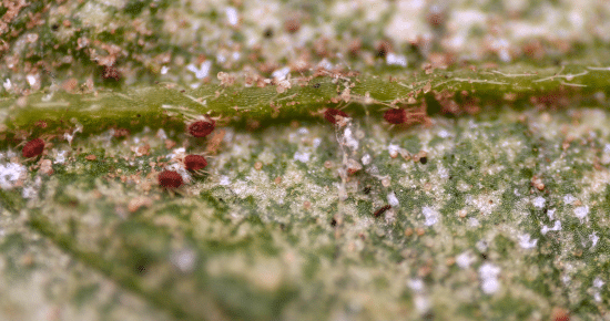 How To Get Rid Of Spider Mites During Flowering in 2021