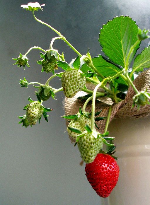 How To Grow Strawberries Indoors