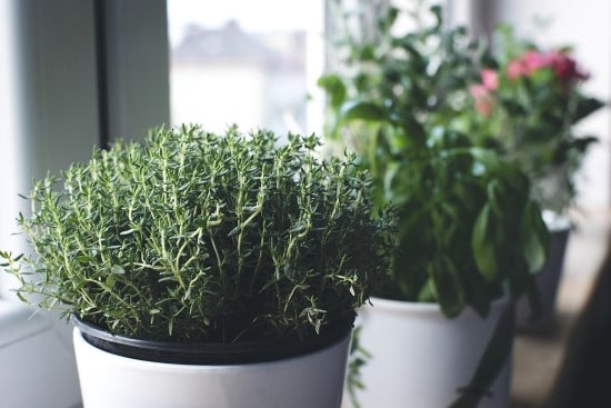 How To Grow Thyme from Cutting 2