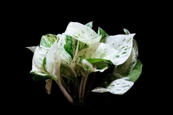 How To Revive A Pothos Plant 2