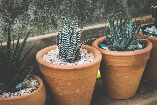 How To Revive An Underwatered Aloe Plant 2