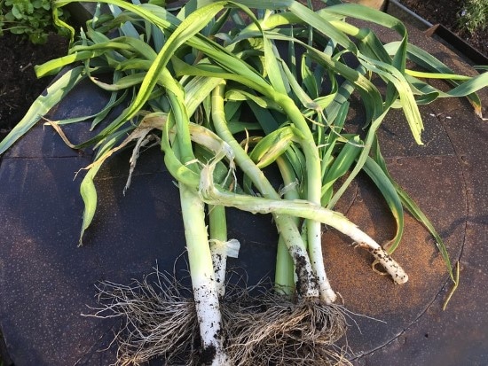 Leeks Onion Companion Plants