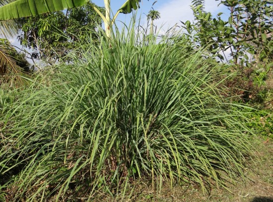 LemonGrass Best Mosquito Repellent Plants