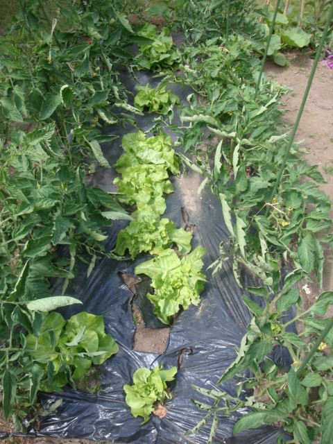 Lettuce Best Tomato Companion Plants