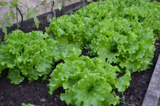 Lettuce Onion Companion Plants