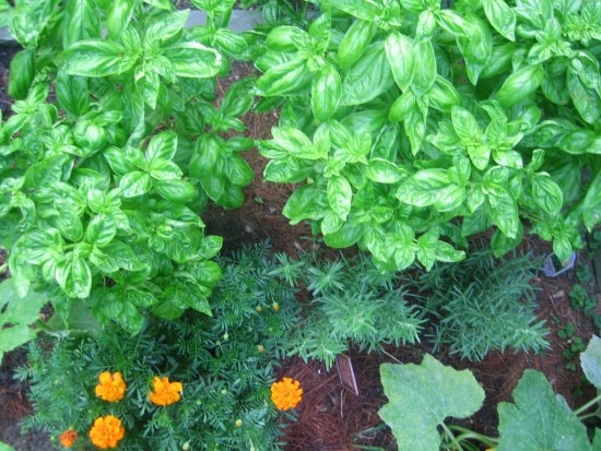 Marigold Basil Companion Plants