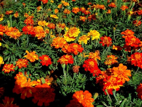 Marigold Best Mosquito Repellent Plants