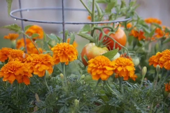 Marigold Best Tomato Companion Plants
