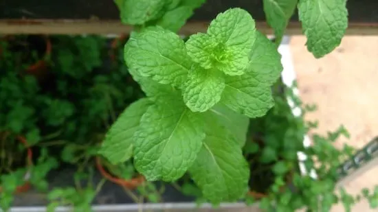 Mint Onion Companion Plants