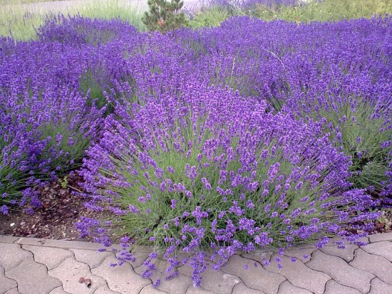 Mosquito Best Mosquito Repellent Plants