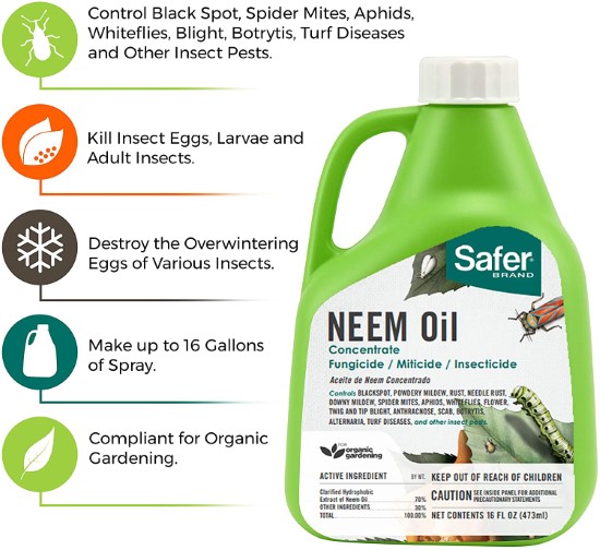 Neem oil How To Get Rid Of Spider Mites During Flowering 1