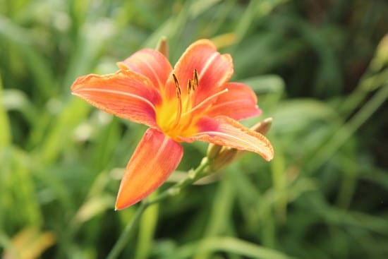 Oriental Lily Summer Flowering Bulbs