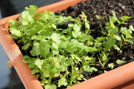 Parsley Best Tomato Companion Plants