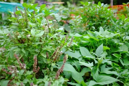 Potato Basil Companion Plants