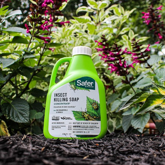 Safer Brand 5118 6 Insect Killing Soap Concentrate 16oz How Do Mealy Bugs Get On Plants