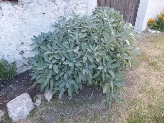 Sage Best Tomato Companion Plants 1