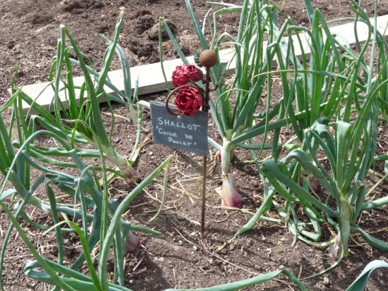 Shallots Cuisse de Poulet