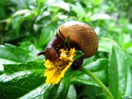 Snail What Bug Is Eating My Basil