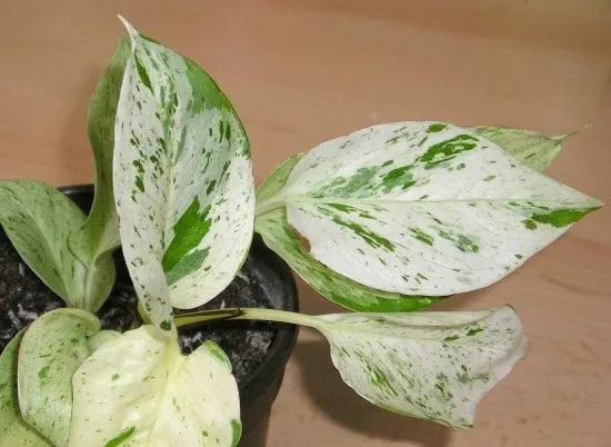 Snow Queen Pothos Snow Queen Vs Marble Queen Pothos