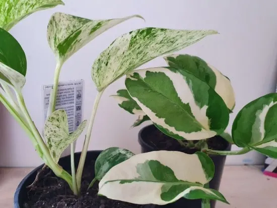 Snow Queen Vs Marble Queen Pothos