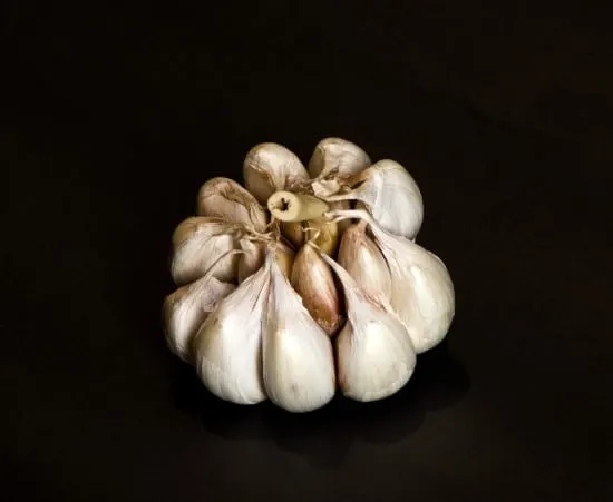 Softneck garlic What Animals That Eat Garlic