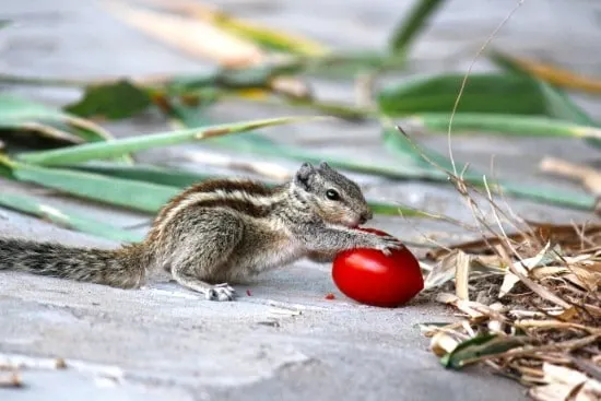 Squirrels What animal eats tomato plants
