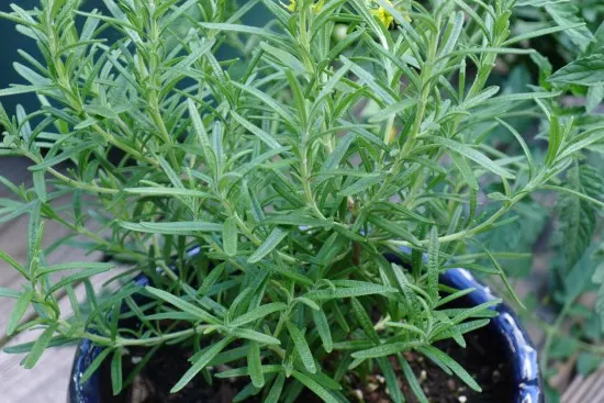 Summer Savory Onion Companion Plants