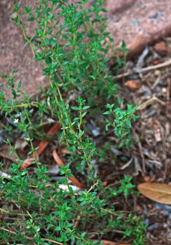 Thyme Best Tomato Companion Plants