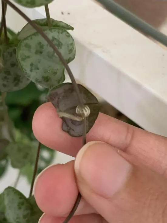 Use Aerial Tubers How To Propagate A String Of Hearts