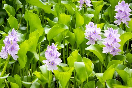 Water hyacinth Plants That Grow In Water