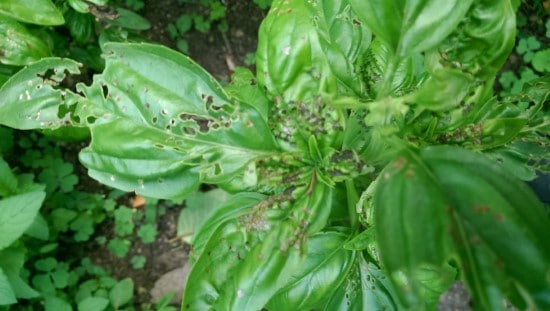 What Bug Is Eating My Basil 1