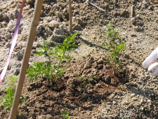 What Do Carrots Look Like When They Sprout 3