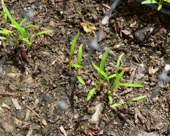 What Do Carrots Look Like When They Sprout
