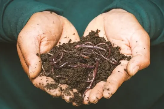 What Do Worms Eat