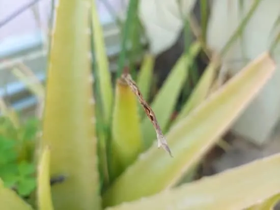 What Does An Underwatered Aloe Plant Look Like